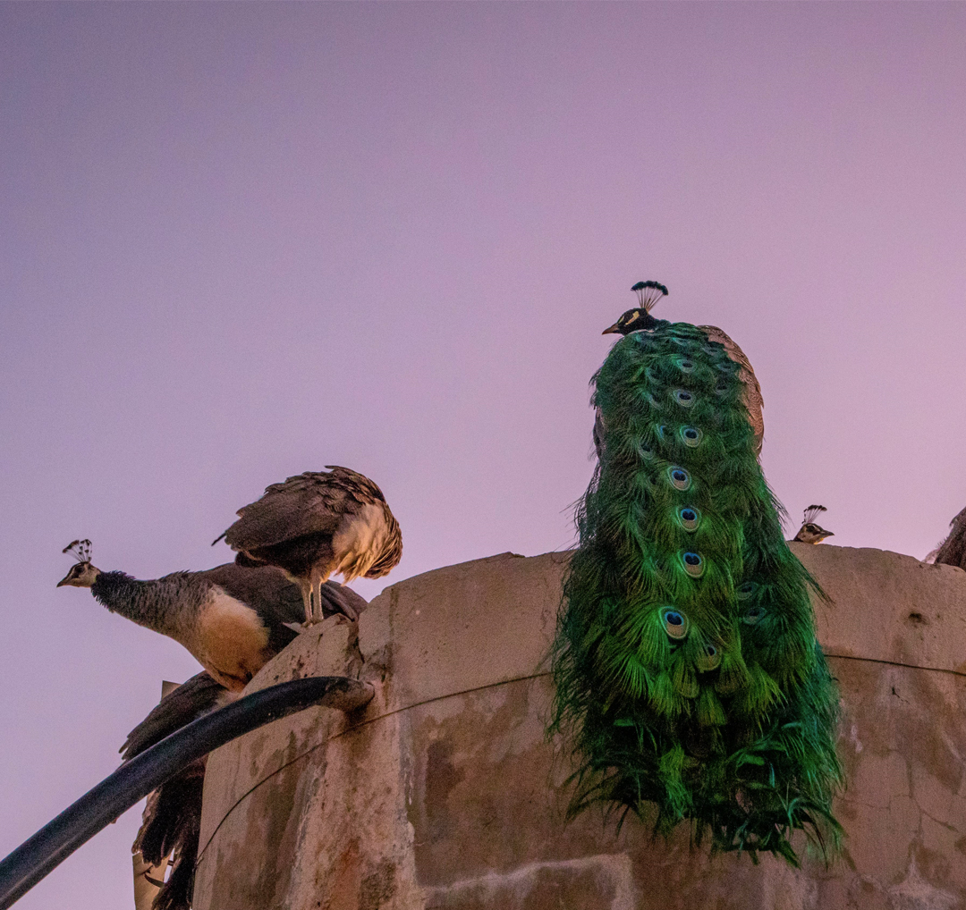 Keoladeo Bird Watching